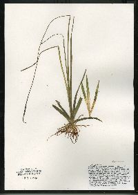 Sagittaria cristata image