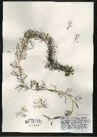 Myriophyllum sibiricum image