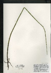 Equisetum fluviatile image