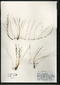 Eleocharis erythropoda image