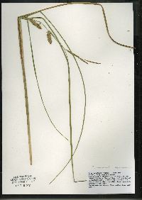 Carex vesicaria image