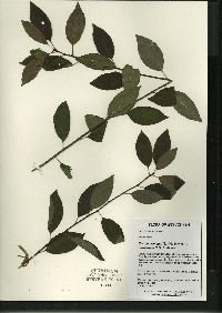 Ilex mucronata image