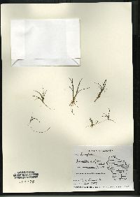 Littorella uniflora var. americana image