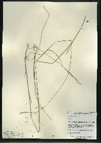 Schizachne purpurascens image