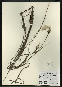 Eriophorum angustifolium image