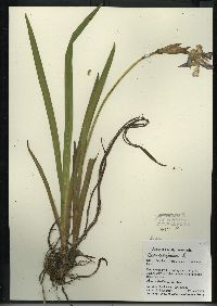 Iris virginica image