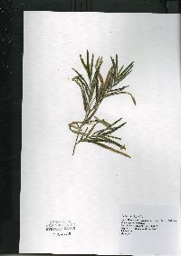 Potamogeton robbinsii image