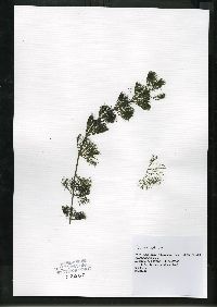 Bidens beckii image