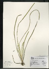 Vallisneria americana image