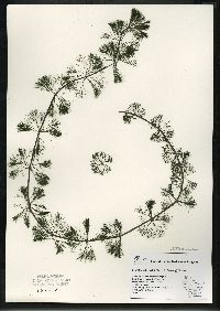 Bidens beckii image