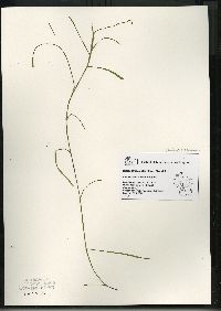 Heteranthera dubia image