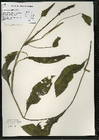 Potamogeton amplifolius image