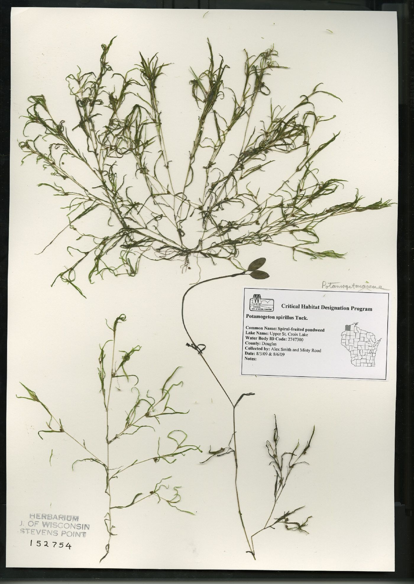 Potamogeton spirillus image