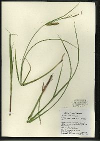 Carex vesicaria image