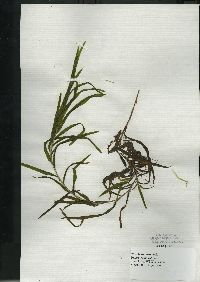 Potamogeton robbinsii image