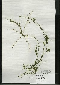 Elodea nuttallii image