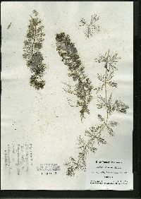 Myriophyllum spicatum image