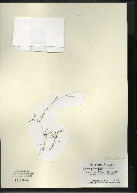 Potamogeton foliosus subsp. foliosus image