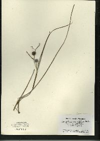 Sparganium angustifolium image