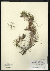 Myriophyllum heterophyllum image