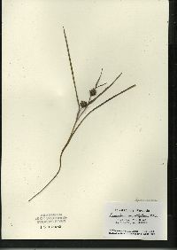 Sparganium angustifolium image