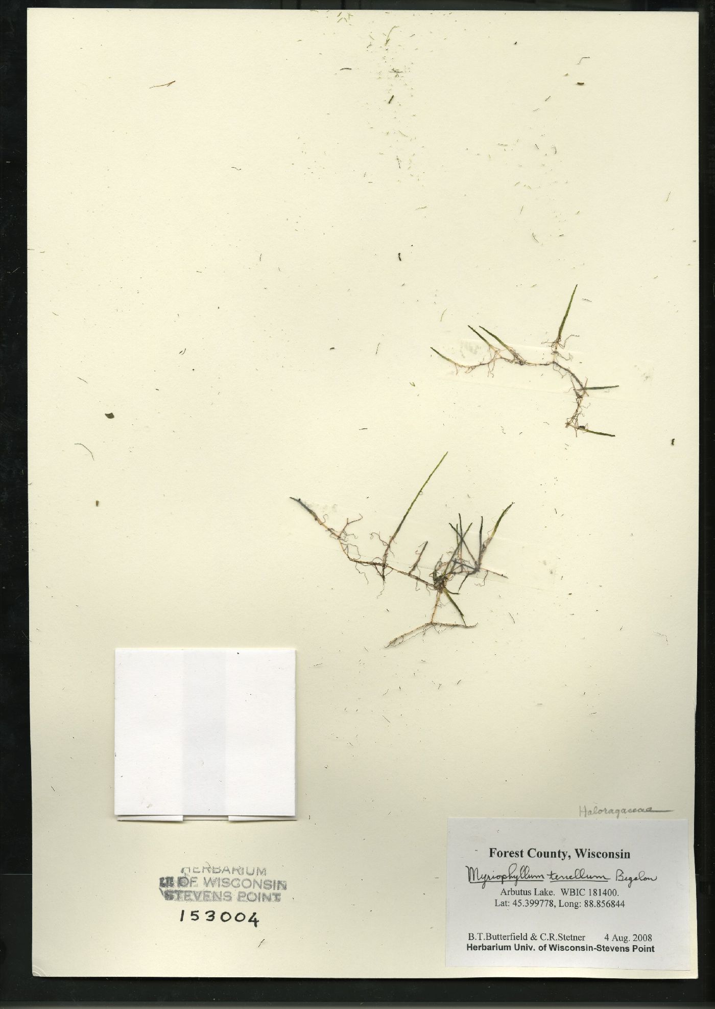 Myriophyllum tenellum image