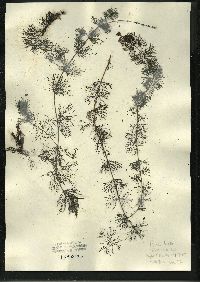 Myriophyllum sibiricum image