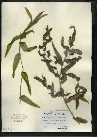 Potamogeton richardsonii image