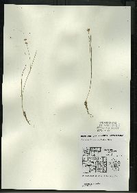 Juncus alpinoarticulatus image