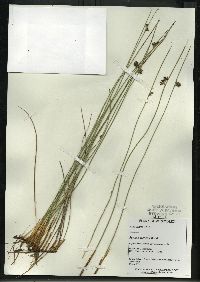 Juncus balticus subsp. littoralis image