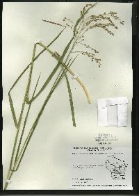 Glyceria canadensis image