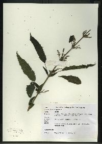 Urtica gracilis image