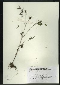 Bidens connata image