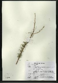 Larix laricina image