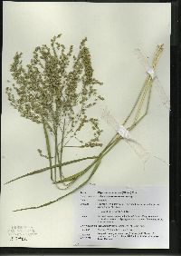 Glyceria canadensis image