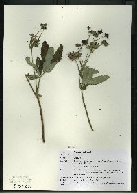 Comarum palustre image