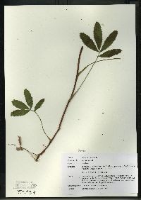 Comarum palustre image