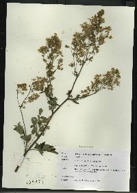 Thalictrum dasycarpum image