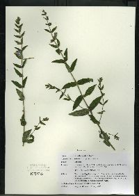 Scutellaria galericulata image