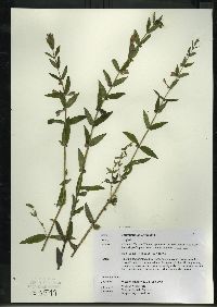 Scutellaria galericulata image