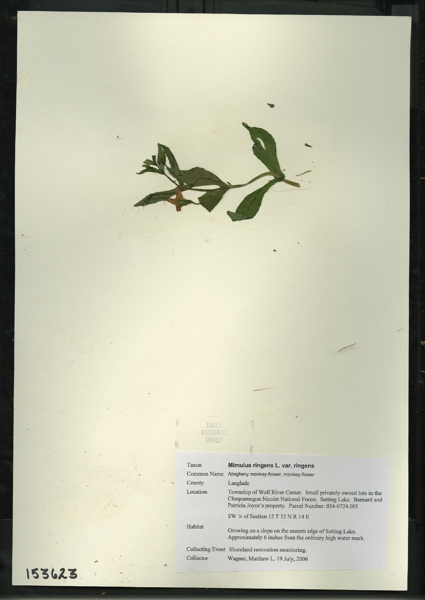 Mimulus ringens var. ringens image