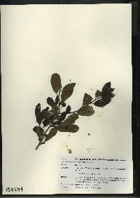 Ilex mucronata image