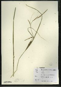 Carex aquatilis var. aquatilis image