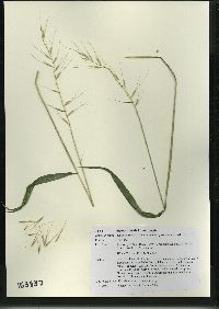 Elymus hystrix image