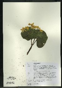 Caltha palustris image