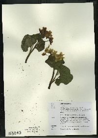 Caltha palustris image