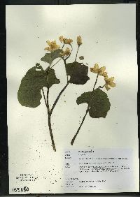 Caltha palustris image