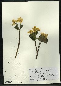 Caltha palustris image