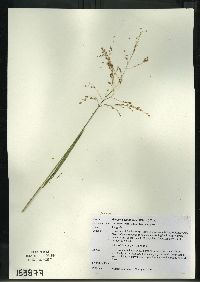 Glyceria canadensis image