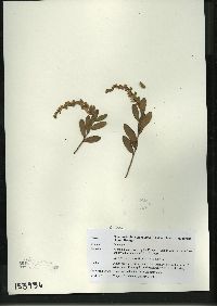 Chamaedaphne calyculata image